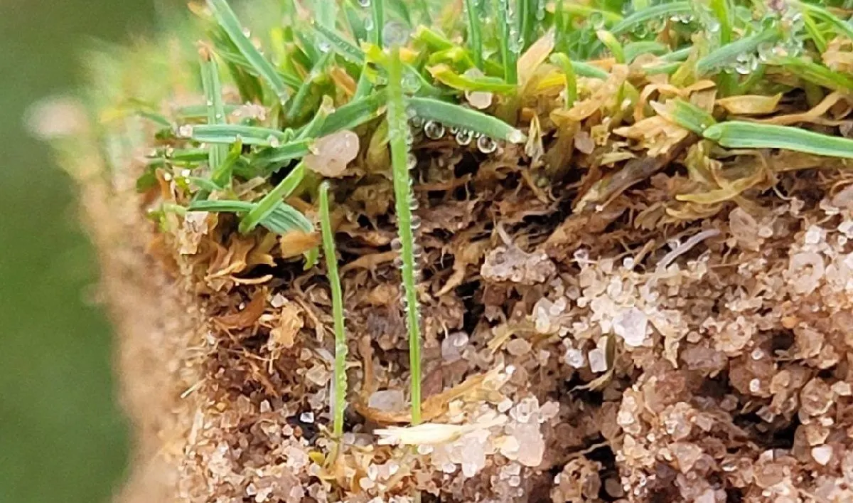Makro: Wurzeln, Substrat und Wasserperlen am SECALFLOR-Aufbau