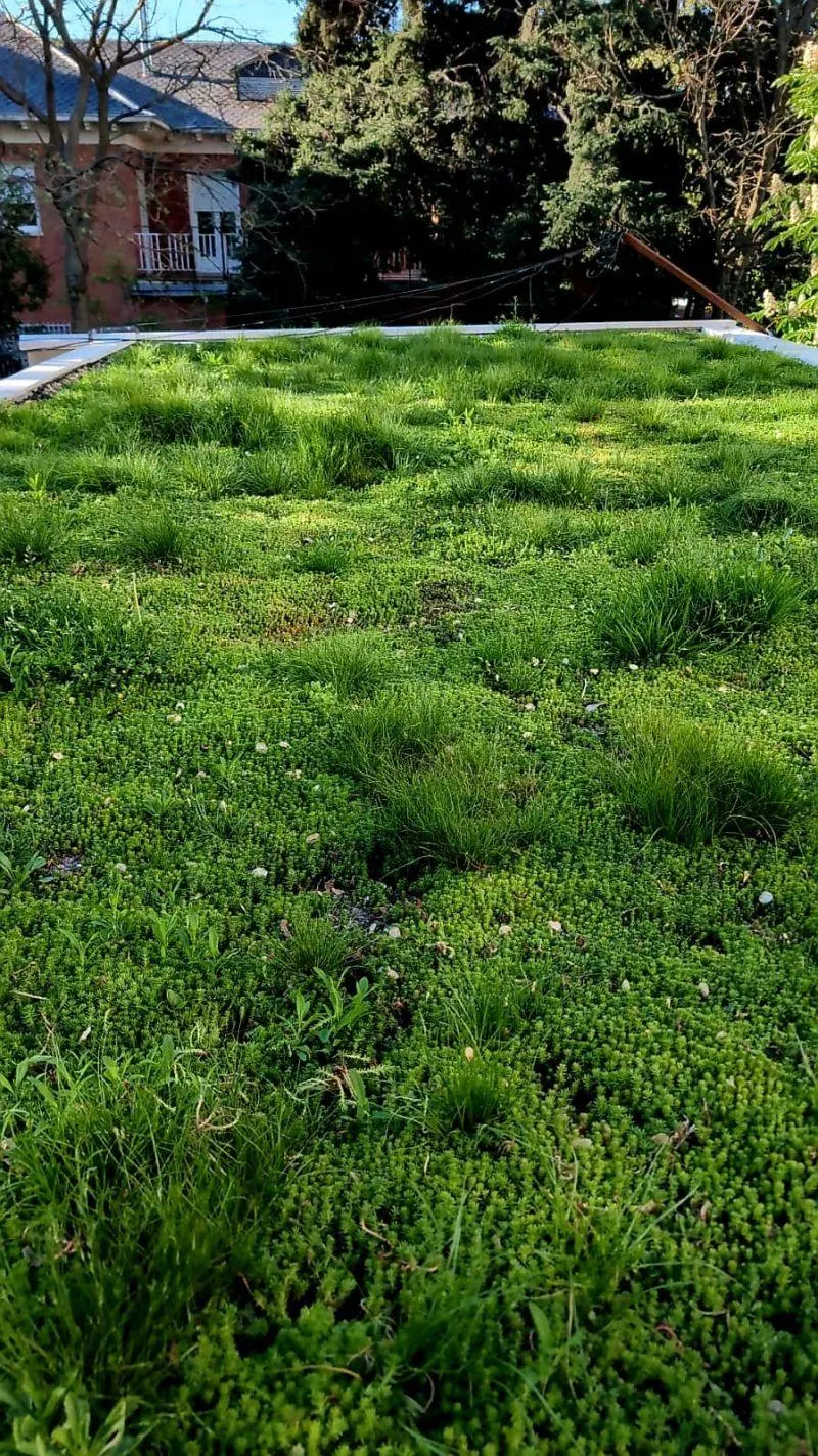 Dichter, gesunder Gründach-Bewuchs im Frühsommer